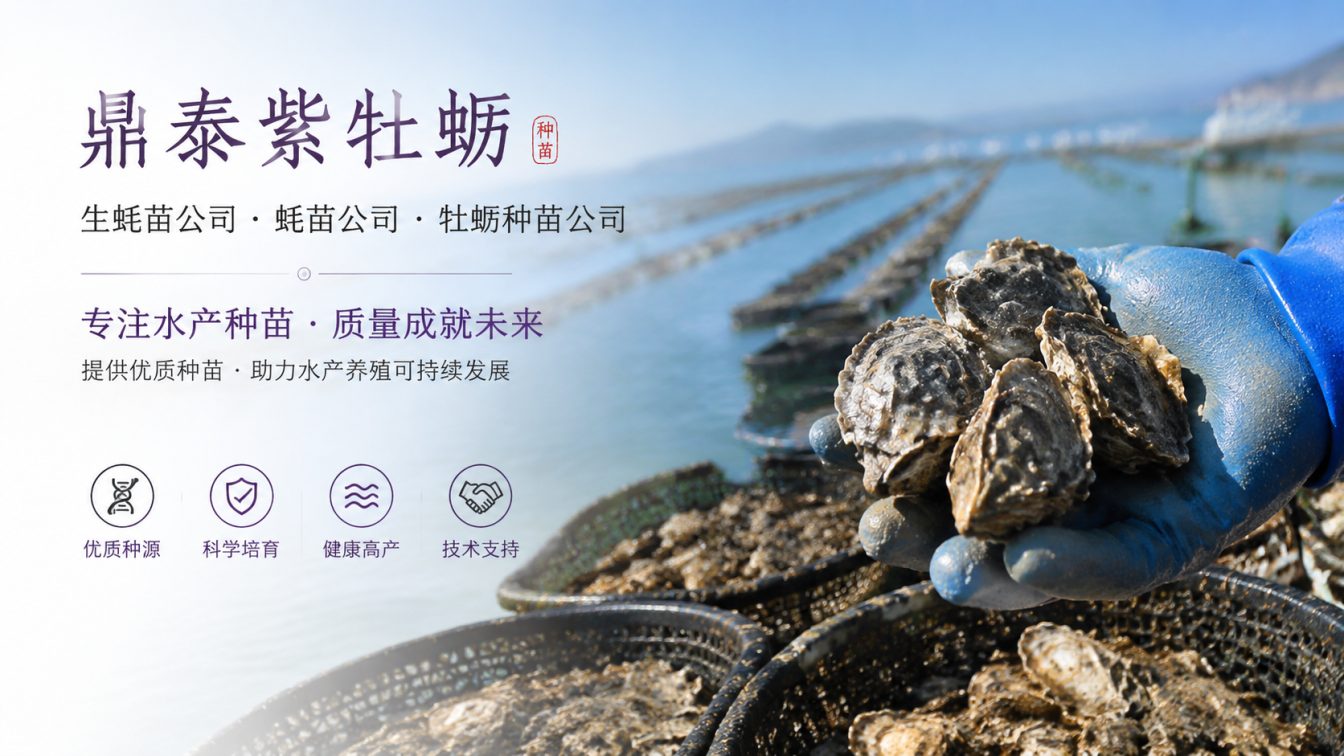 辽源为南北养殖场提供三倍体生蚝苗方案